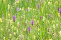 Field of Spotted-orchids Dactylorhiza maculata and Yellow Rattle Rhinanthus minor